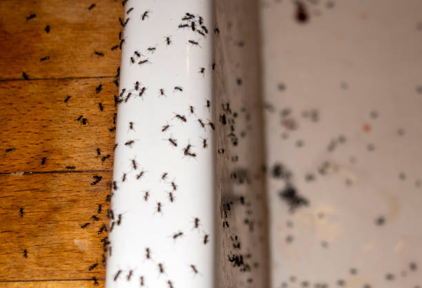Best Local Pest Control Services  in Garden View, PA